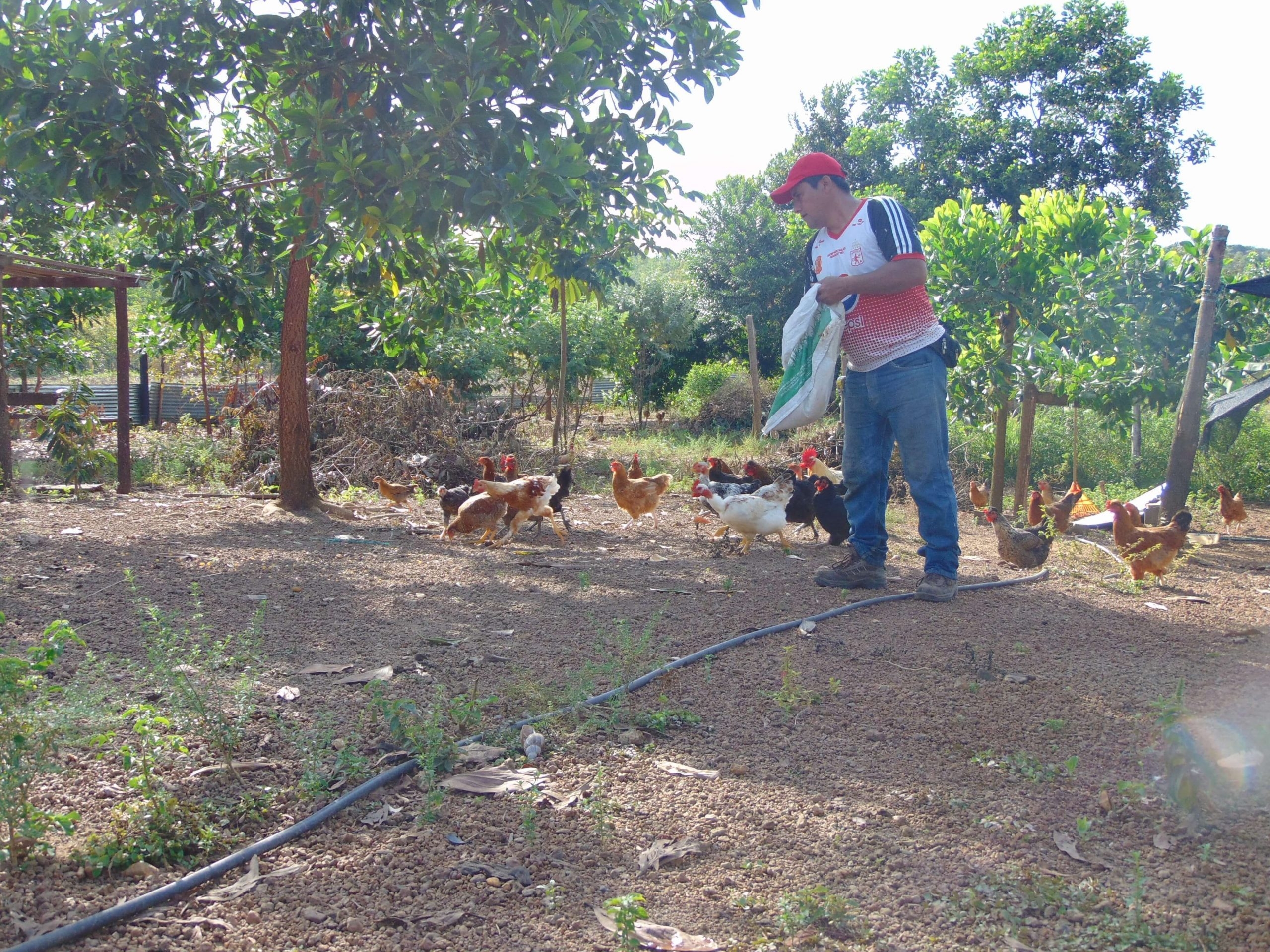 Seguridad alimentaria